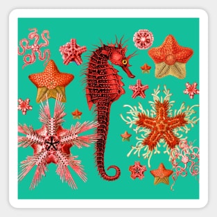 RED SEAHORSE AND SEASTARS IN TURQUOISE BLUE GREEN Sea Life Magnet